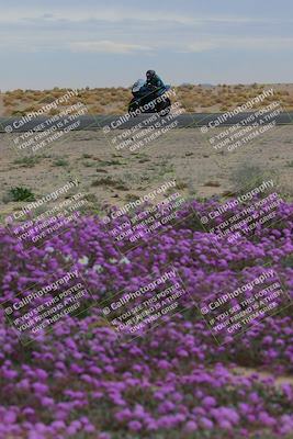 media/Jan-14-2023-SoCal Trackdays (Sat) [[497694156f]]/Turn 14 Exit Bloomig (145pm)/
